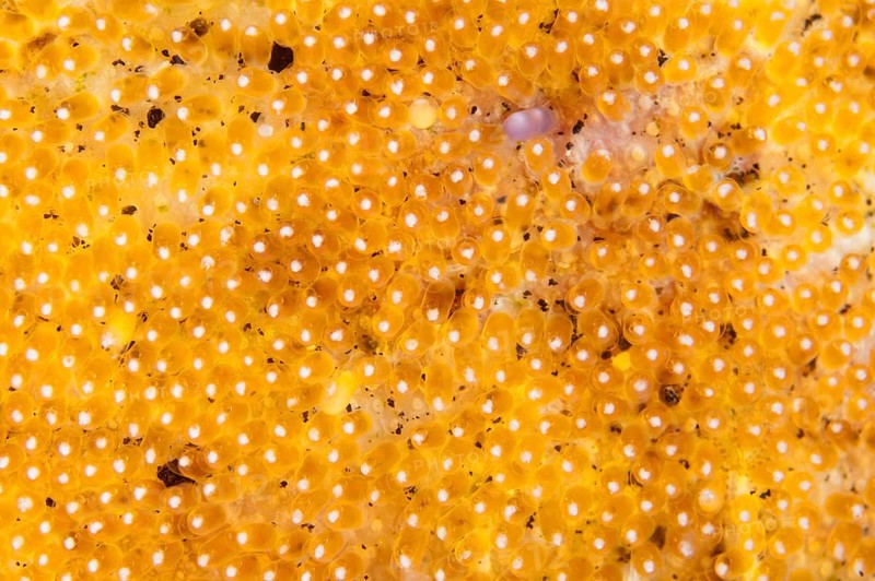 Saddleback clownfish