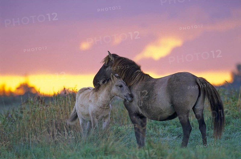 Konik Horse