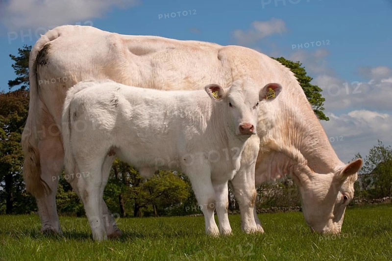 Domestic cattle