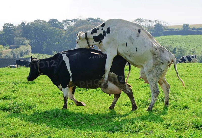 Domestic cattle