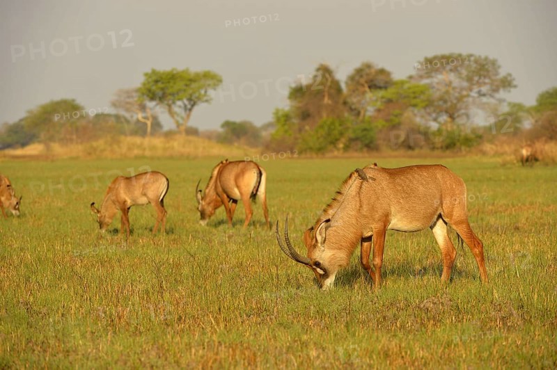 Roan Antelope