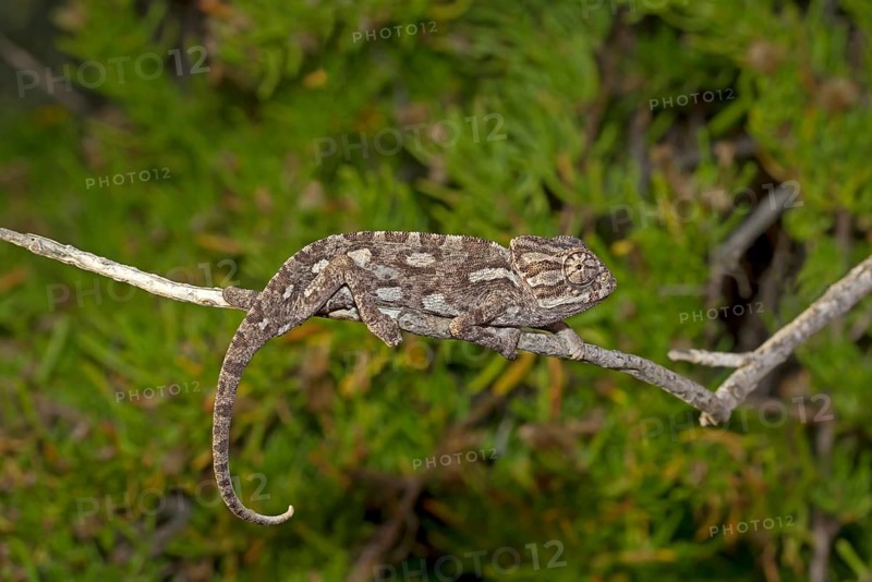Common Chameleon