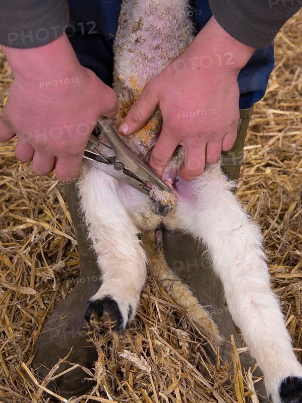 Sheep farming