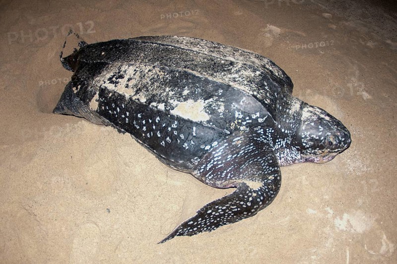 Leatherback sea turtle