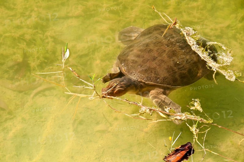 Adult Florida softshell turtle