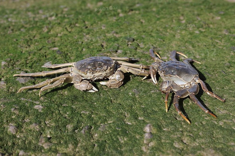 Chinese Mitten Crab