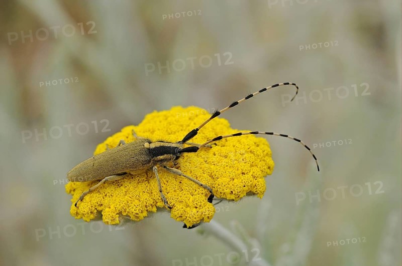 Agapanthia pannonica