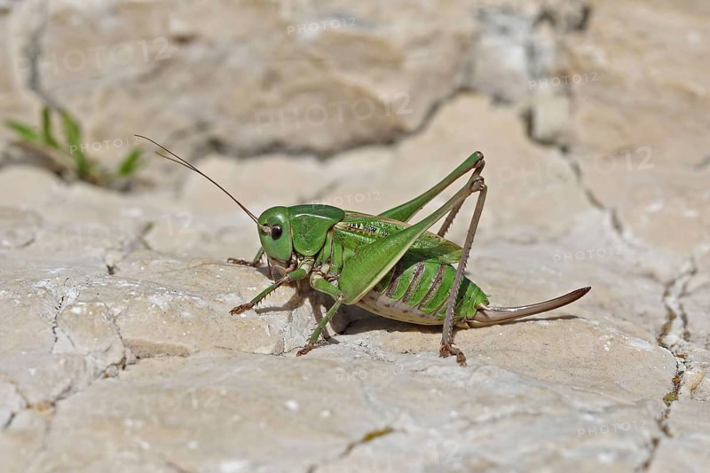 Wart-biter
