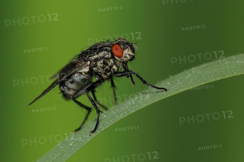 Grey flesh fly