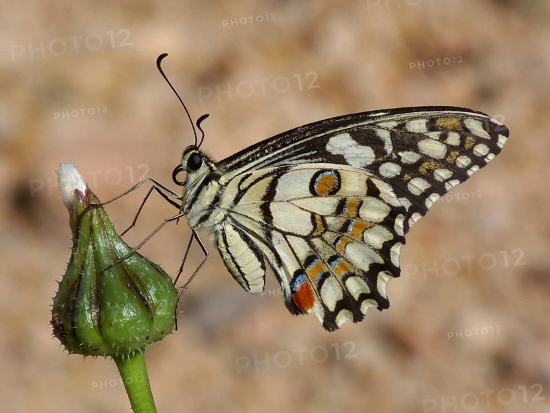Lime swallowtail