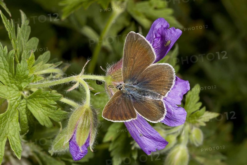 Geranium Argus