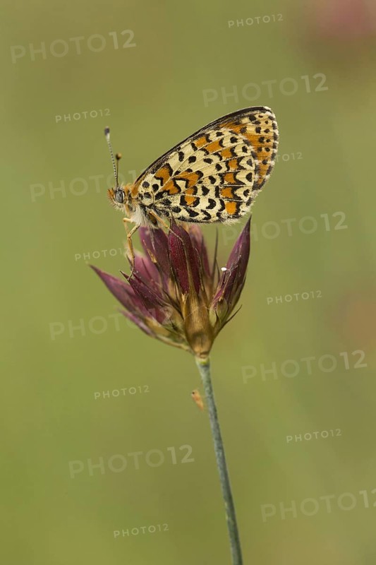 Spotted Fritillary