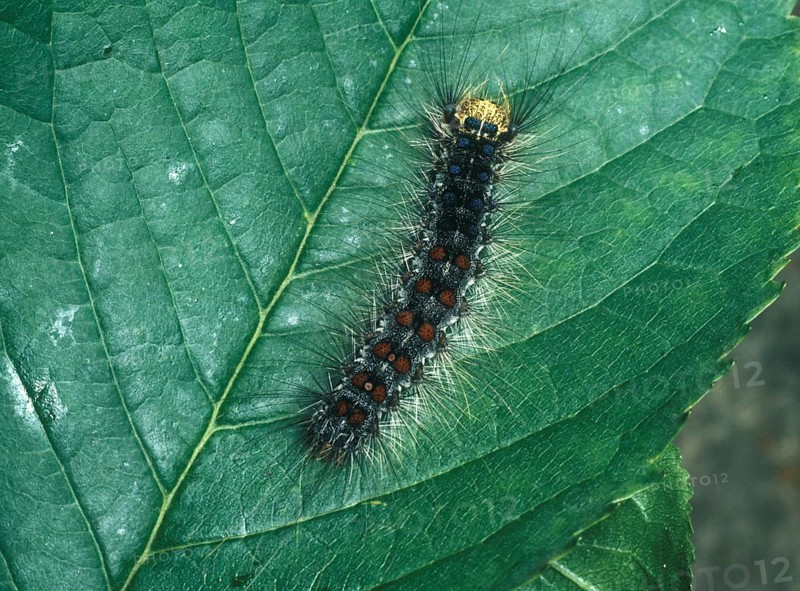 Gypsy Moth