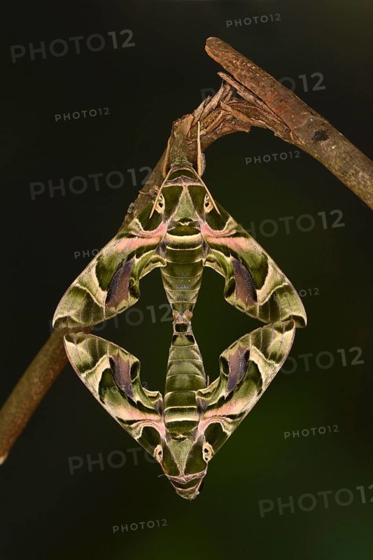 Oleander hawk moth