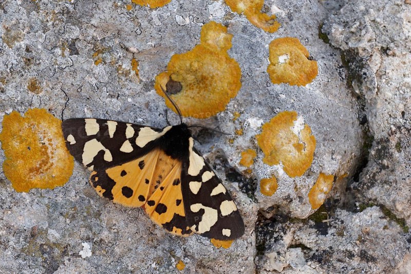 Cream-spotted tiger