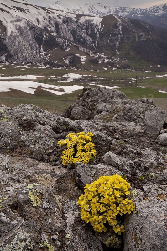 Rockflower