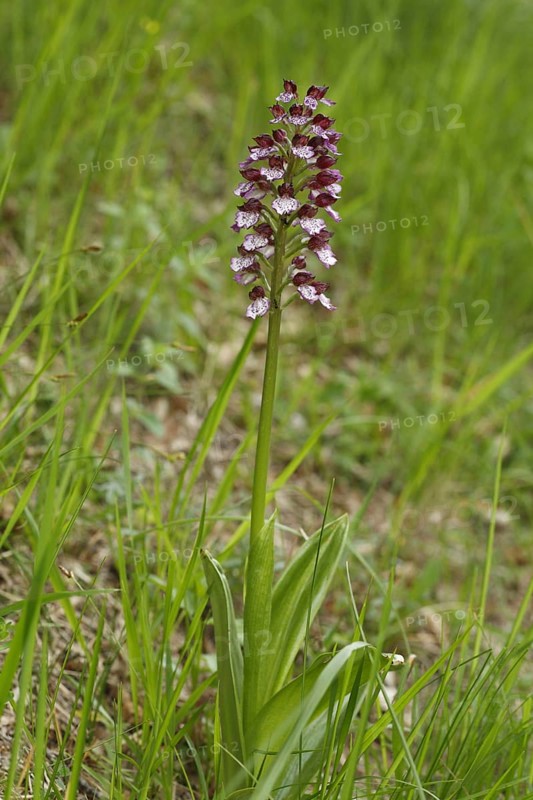 Lady Orchid