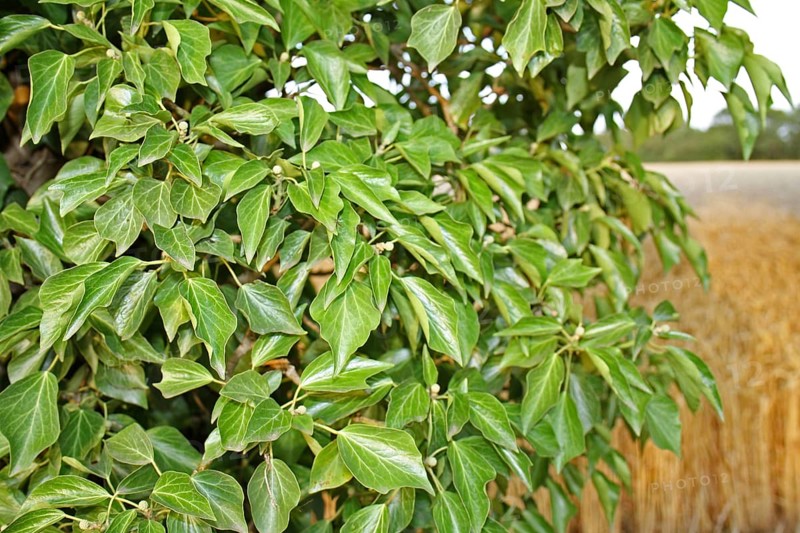 Common ivy