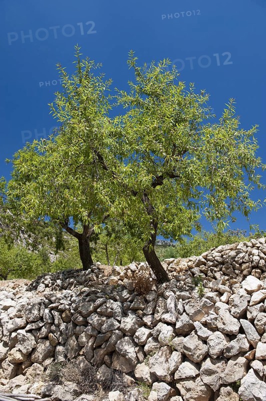 Growth of the almond tree
