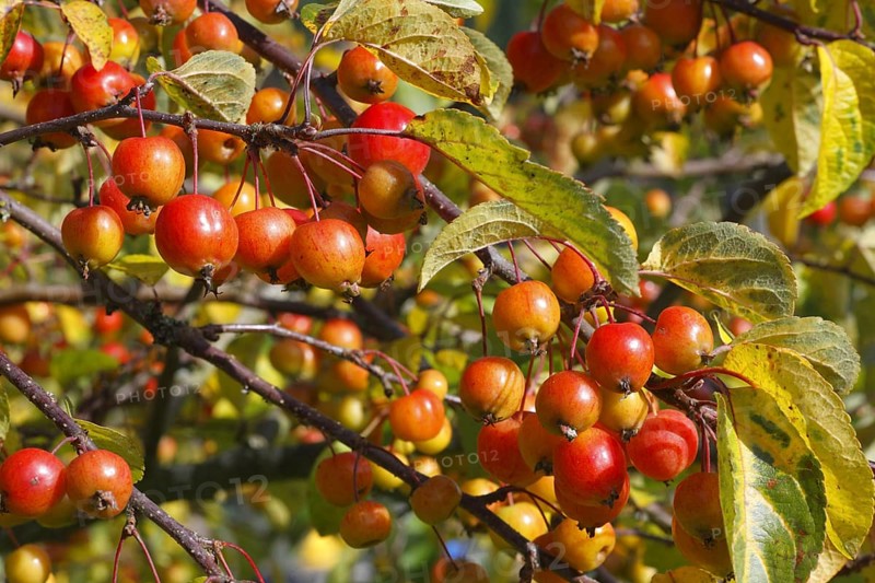'John Downie' ornamental apple