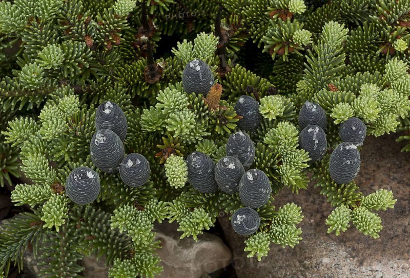 Balsam fir