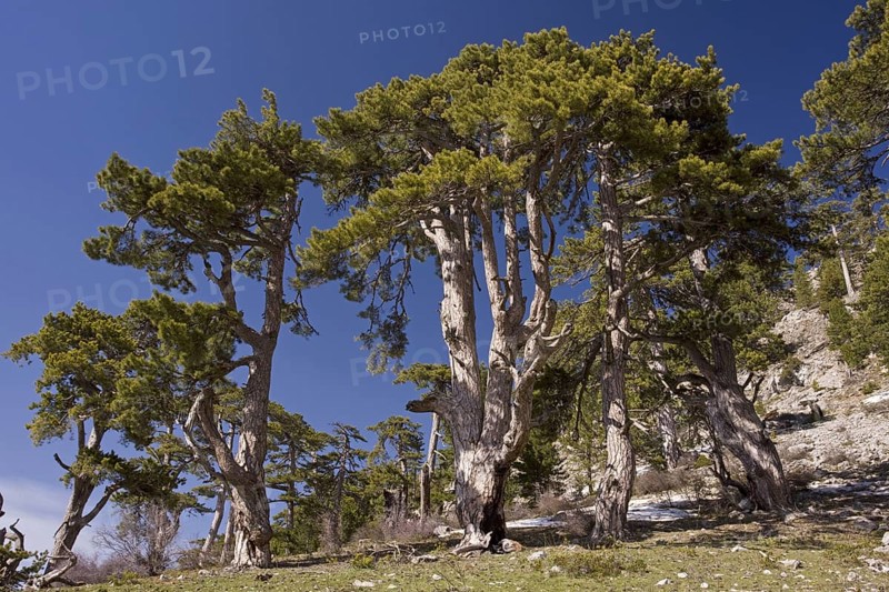 Black pine