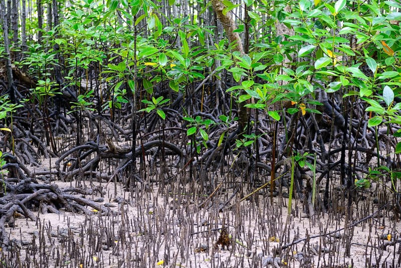 Grey mangrove