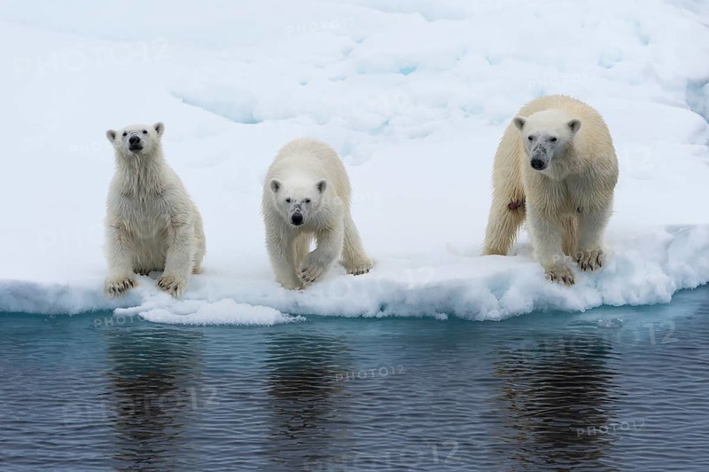 Mother polar bears