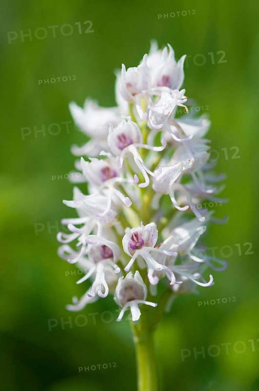 (Orchis simia)