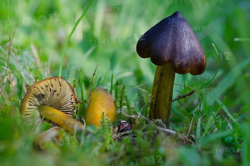 (Hygrocybe) conica
