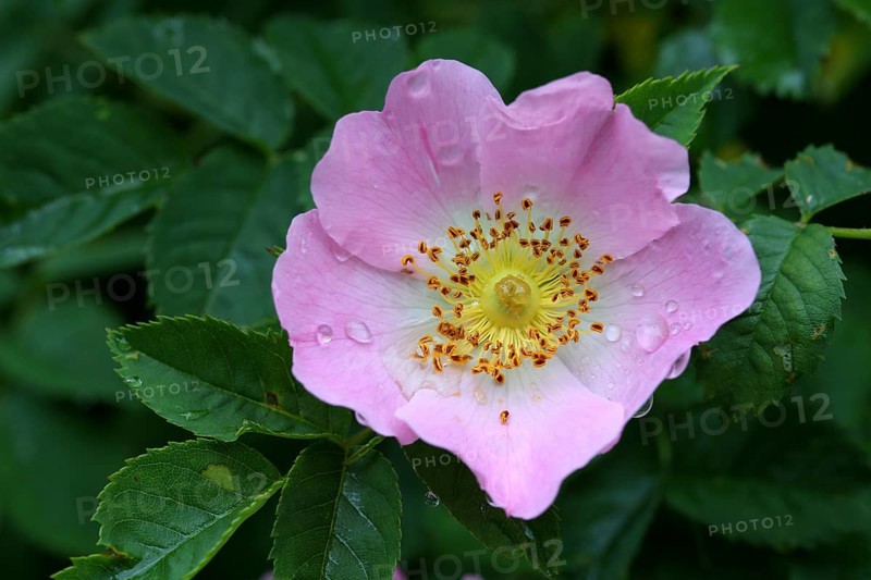 Dog rose