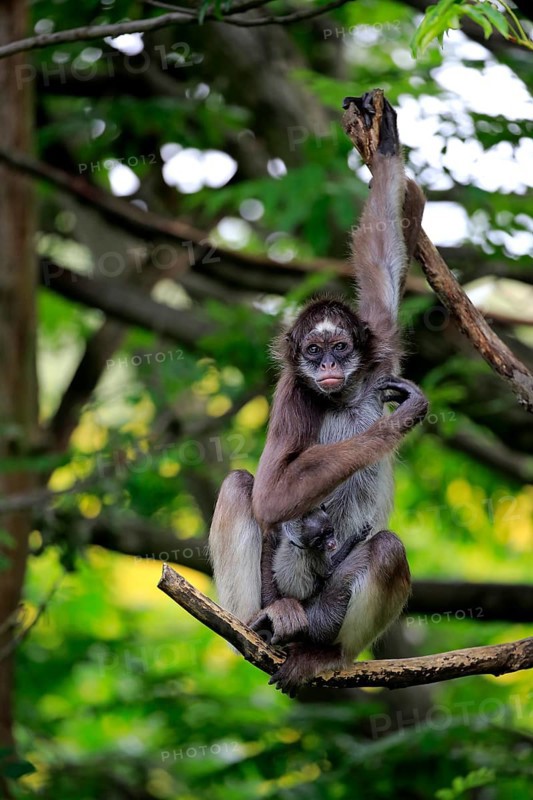 White Bellied Spider Monkey