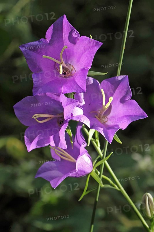 Peach-leaved bellflower