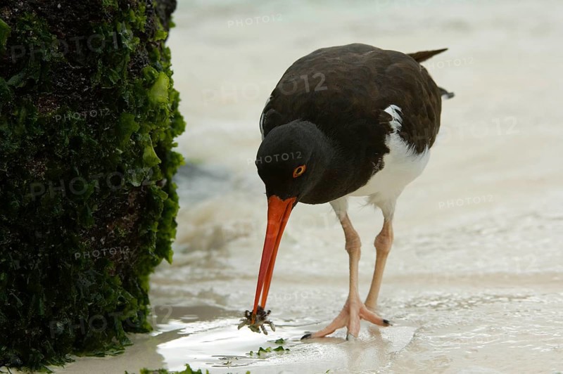 American oystercatcher