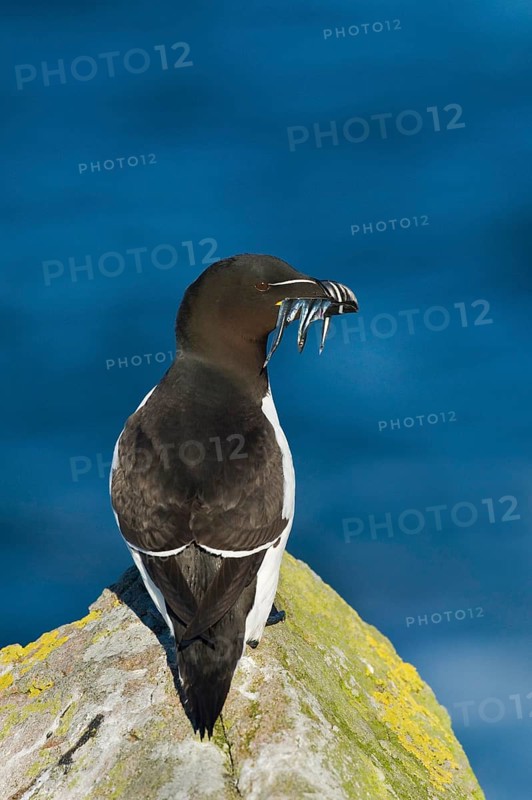 Razorbill