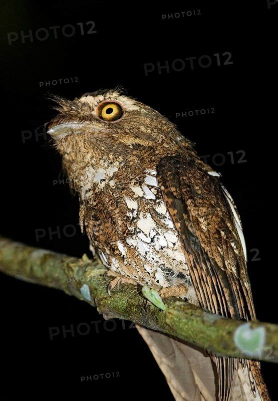 Javan Frogmouth
