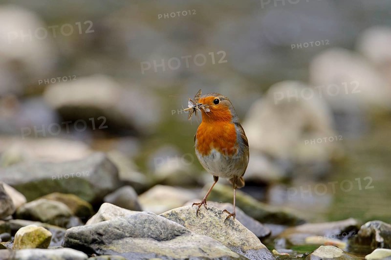 European european robin