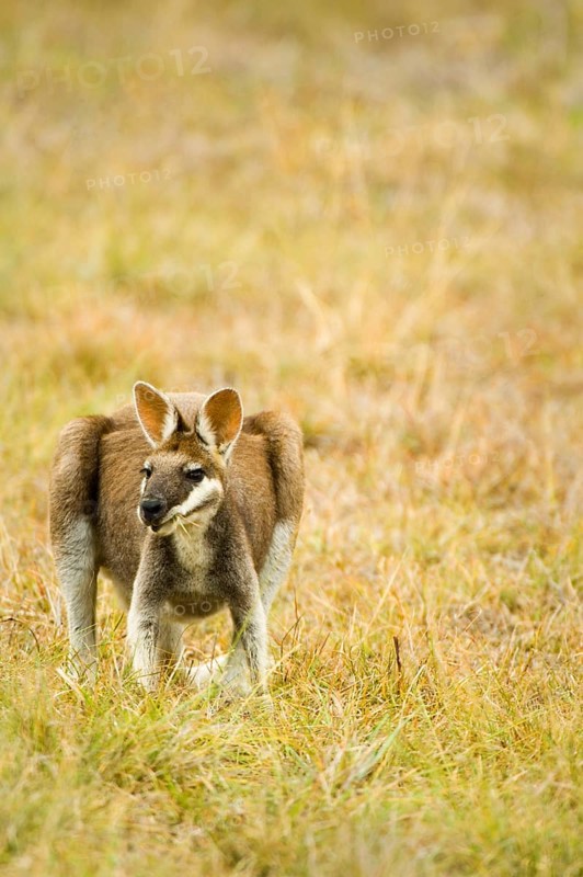 Whiptail wallaby