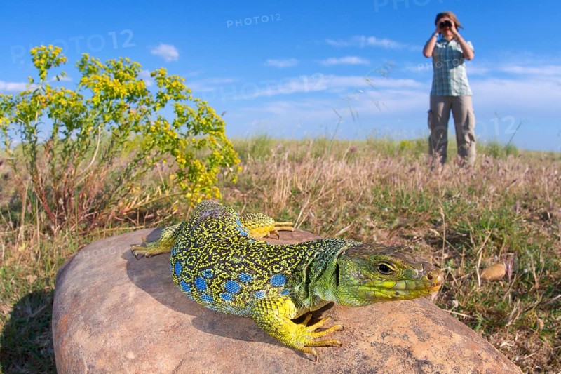 Adult female Ocellated ocellated lizard