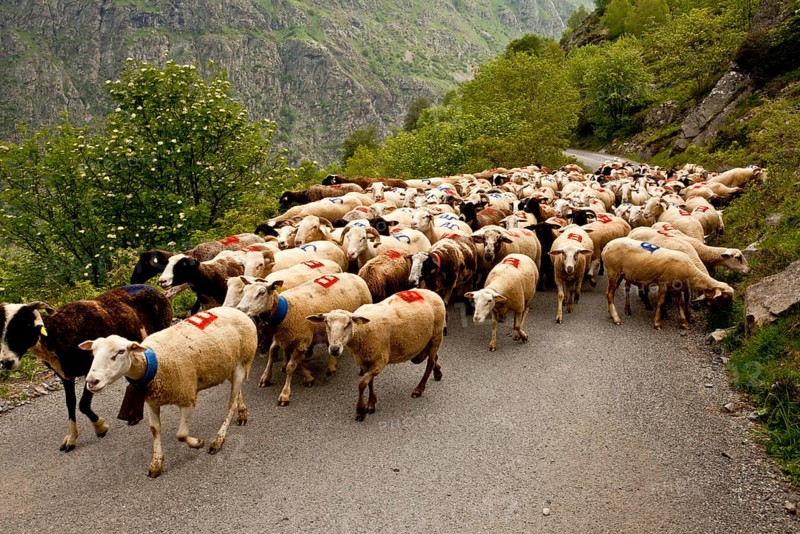 Domestic Sheep