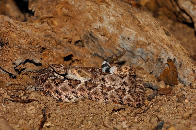 Western Diamondback Rattlesnake