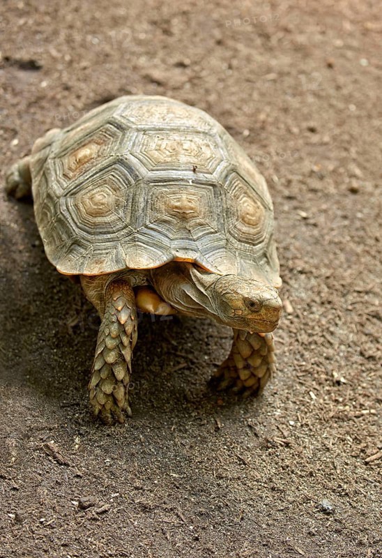 Brown Tortoise