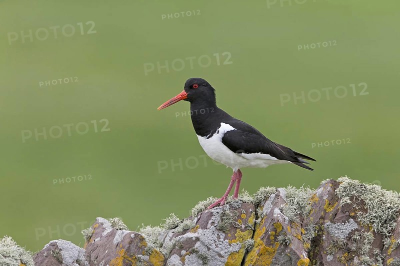 Eurasian Oystercatcher