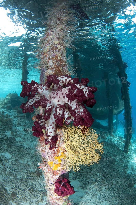 Coral growing on jetty stantion