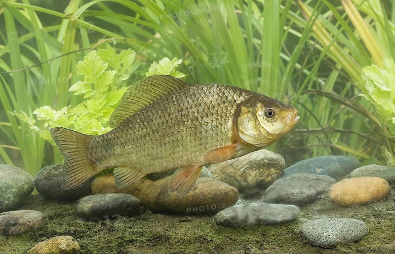 Crucian Carp