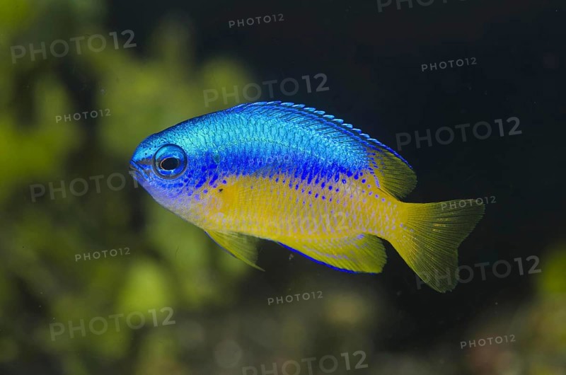 Golden-bellied damselfish