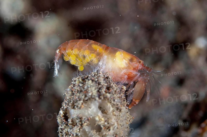 Snapping Shrimp