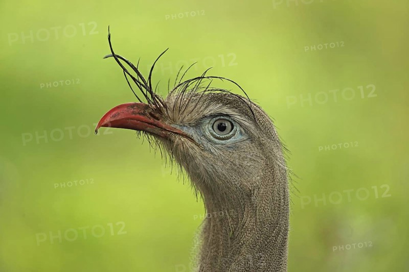 Red-legged Seriema