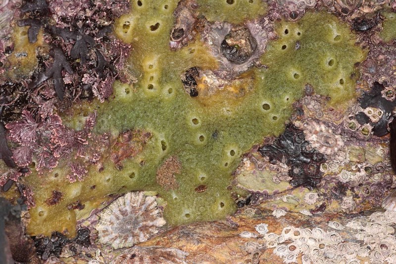 Breadcrumb Sponge