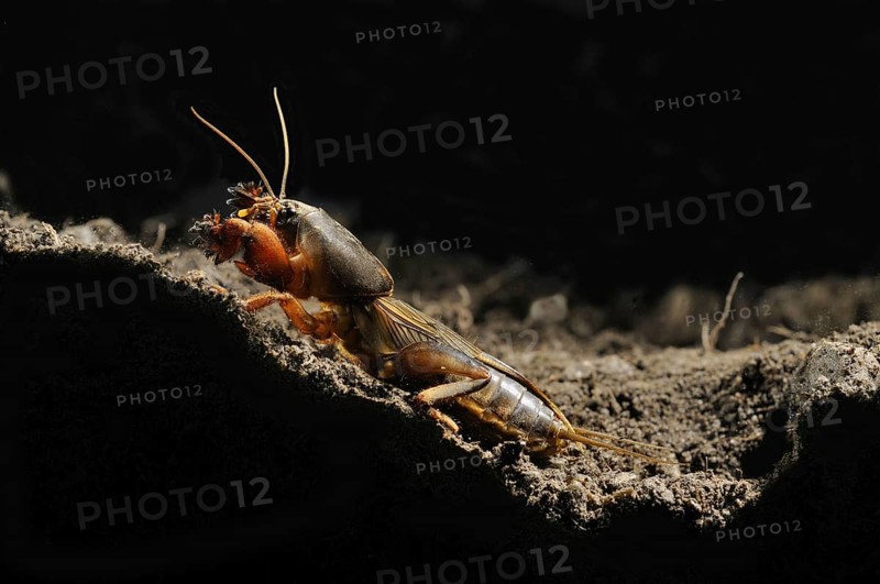 European Mole Cricket